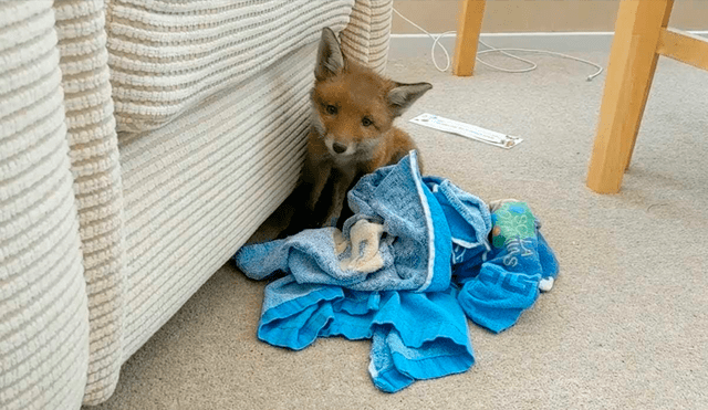 Desliza las imágenes para apreciar al indefenso animal que se escondió en el jardín de una casa al separarse de su madre. Foto: Caters Clips.