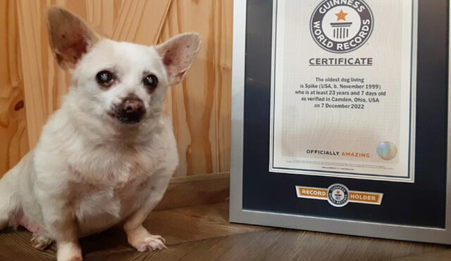 Con 23 años Spike es considerado el perro vivo más viejo del mundo, según Guinness World Records. Foto: Guinness World Records
