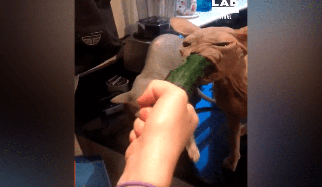 Facebook viral: asusta a sus gatos con pepino, sin imaginar la voraz reacción de los felinos [VIDEO] 