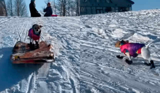 Desliza a la izquierda par a ver más fotos del tierno cachorro jugando en la nieve. (Foto: captura)