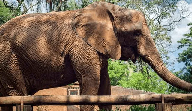 Elefante de 2 toneladas aplasta a su cuidador ante la presencia de turistas [VIDEO]