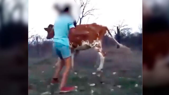 Vaca maltratada