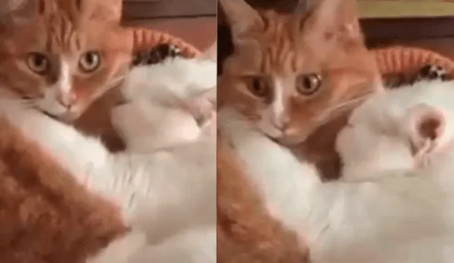Facebook: gato se vuelve viral tras ser captado soportando los ronquidos de su pareja