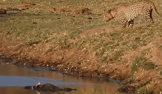 Un video viral de YouTube muestra el brutal enfrentamiento entre un leopardo con un feroz cocodrilo.
