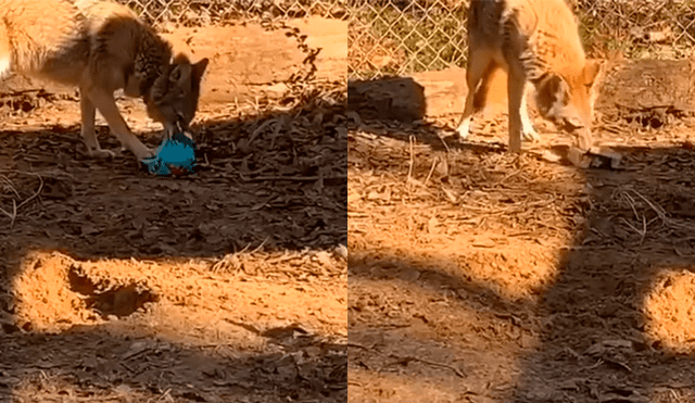 Desliza a la izquierda para ver la tierna reacción de este coyote que ha conmovido a los usuarios de YouTube. Foto: Captura.