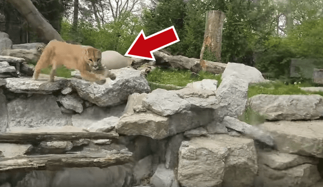 Facebook viral: perro ingresa a zoológico y se encuentra con hambriento puma [VIDEO]