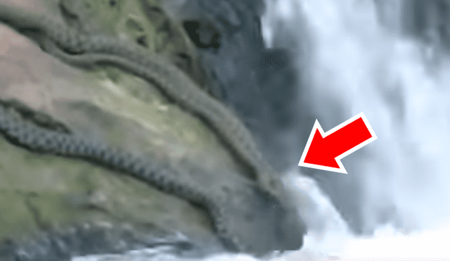 YouTube viral: captan a enormes serpientes devorando a peces en río y miles quedan en shock [VIDEO]
