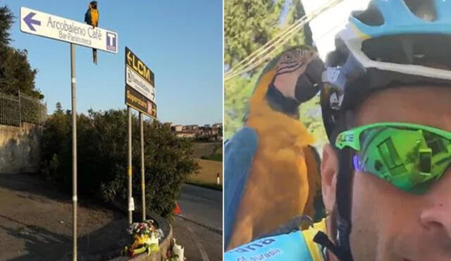 Twitter: El loro que entrenaba con el desaparecido ciclista Michele Scarponi aún sigue esperándolo