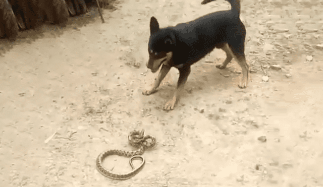 YouTube viral: Perro encuentra a peligrosa serpiente asesina y hace esto para salvar la vida de su amo 