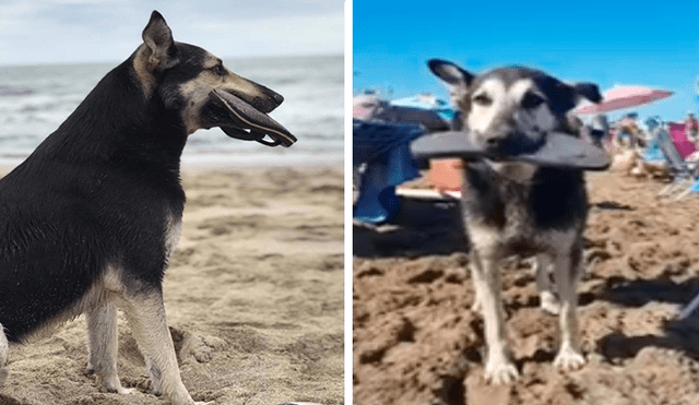 Facebook viral: pillan a perro ladrón aparentando pasear por playa, cuando en realidad robaba sandalias [VIDEO]