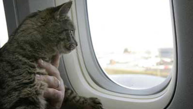 Joven alérgica a gatos fue expulsada de avión porque dentro viajaba uno de ellos