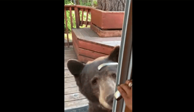 YouTube viral: joven registra el momento exacto en que una despiadada criatura ingresa por la ventana a su casa [VIDEO]