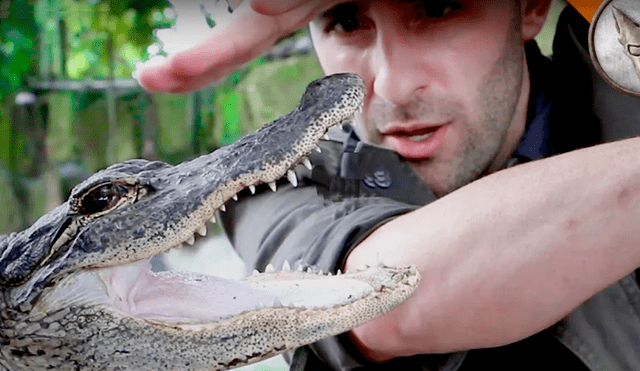 YouTube viral: hombre se deja morder por caimán y así terminó su brazo [VIDEO]