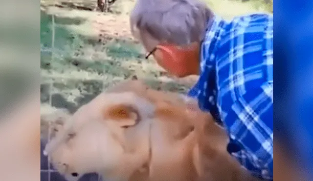 YouTube viral: anciano quiso acariciar melena de león y puso en riesgo su vida [VIDEO]