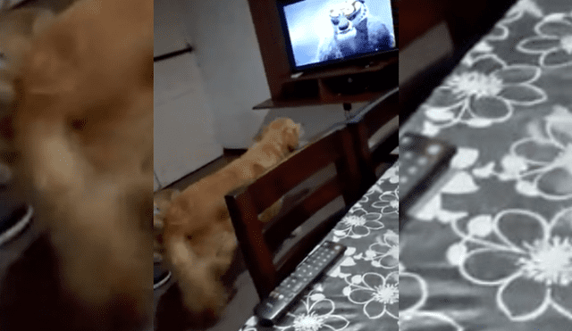 Video es viral en YouTube. Mujer grabó el peculiar comportamiento que tuvo su perro mientras veían juntos la película “Kung Fu Panda”. Fotocaptura: Twitter