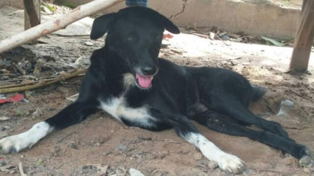 Ping Pong, el cachorro inválido que rescató un bebé enterrado vivo por su madre