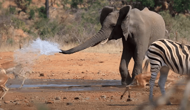 El enorme animal se enfureció también con los turistas que estaban cerca del charco de agua. Foto: Kruger National Park Videos / YouTube