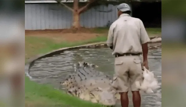 YouTube viral: Hombre se sube encima de cocodrilo para alimentarlo y ocurre algo impensado [VIDEO] 