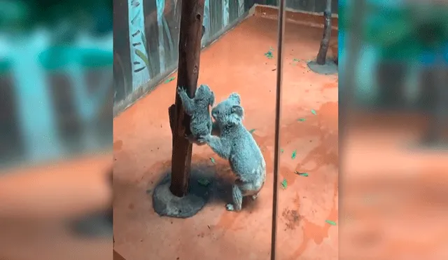 YouTube viral: mamá koala ayuda a su cría y lo envuelve en un amoroso abrazo [VIDEO] 