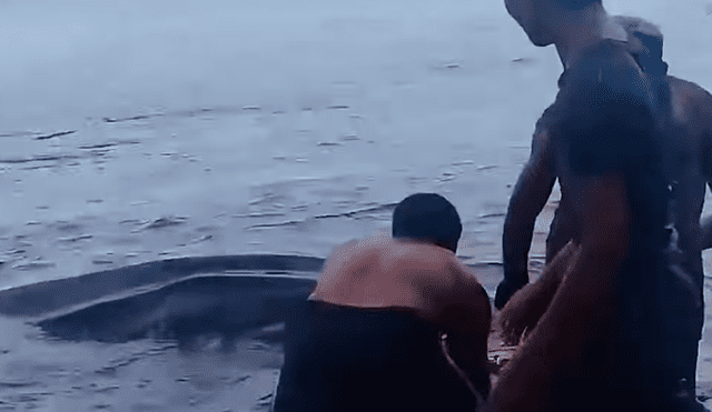 YouTube viral: enorme criatura marina aparece en la playa y bañistas luchan por salvarle la vida [VIDEO] 