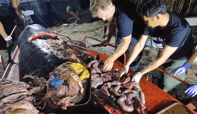 YouTube viral: la triste sorpresa al abrir una ballena muerta causa gran indignación [VIDEO]