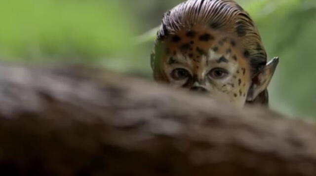 Video: Campaña impulsa a proteger la vida silvestre 