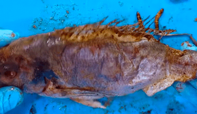 YouTube viral: Arroja pescado a recipiente lleno de gusanos carnívoros y esto sucede [VIDEO]