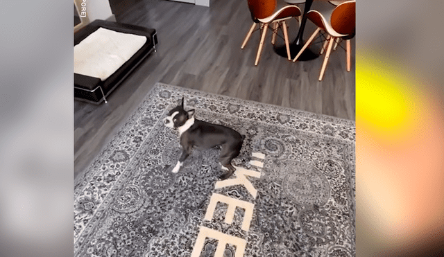 Video es viral en YouTube. El can no soportó que su dueño le tirara lejos su juguete, y cobró venganza con uno de sus preciados objetos de casa