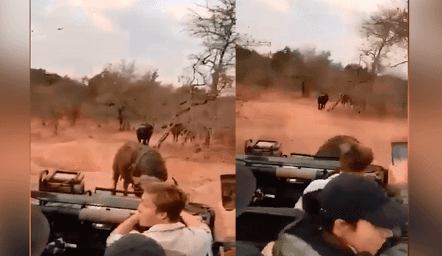 YouTube viral: búfalo no soportó la presencia de turistas y así reaccionó [VIDEO] 