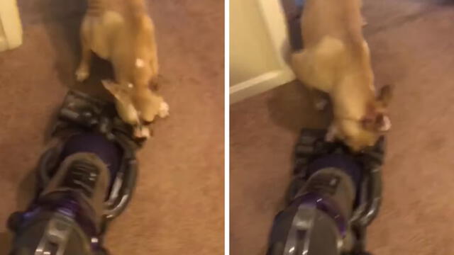 Facebook: perro tiene "épica batalla" con una aspiradora y video hacer reír a todos