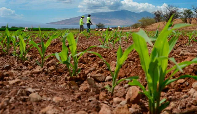 Agricultura: Identifican 12 mil pequeños productores en Lambayeque