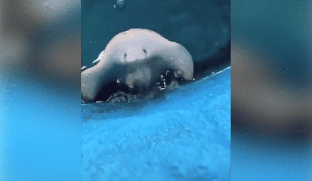 El autor del video de Facebook descubrió la verdadera identidad de una extraña criatura que emergió del mar.