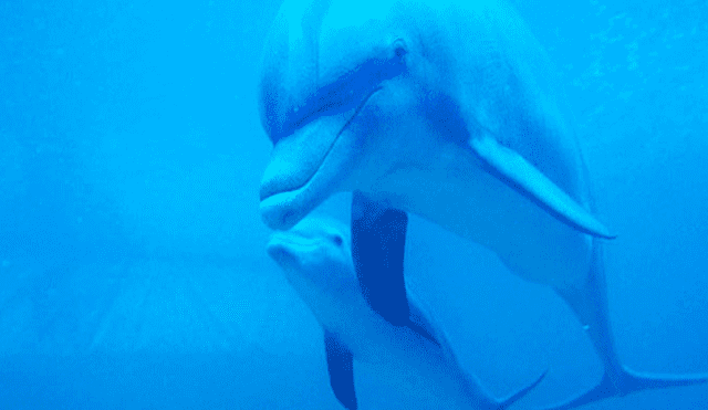 Pescadores salvan a cría de delfín morir y esta les agradece con una llamativa manera [VIDEO]