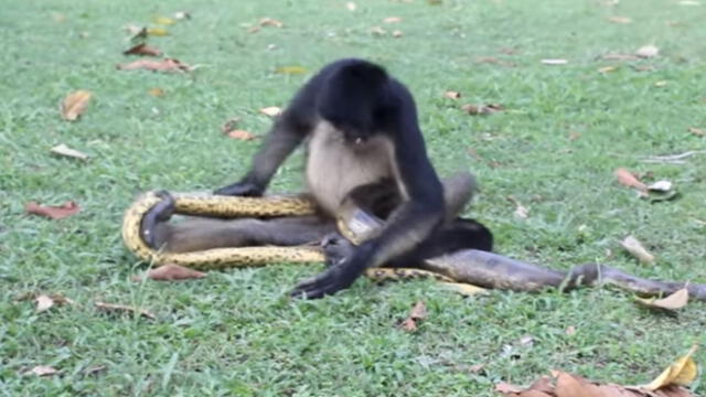 Vía Facebook: mono y serpiente pelean a muerte y video sorprende