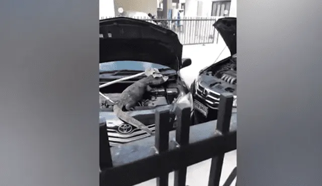 Desliza hacia la izquierda para ver al enorme reptil que se escondió en el motor de un carro. Video es viral en YouTube.