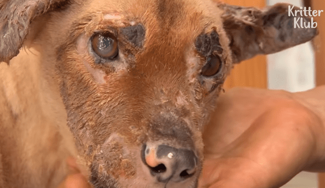 Facebook viral: Perro con quemaduras severas fue rescatado por un 'ángel' y ahora luce así [FOTOS]