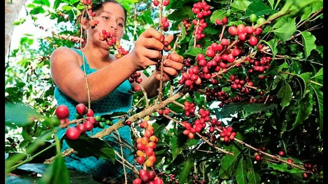 Países Bajos invertirá 3 millones de euros en el Perú para aprovechar residuos del café