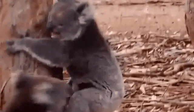 La guía turística que filmó el momento, quedó sorprendida al ver al macho intentando copular cuando no era la temporada de apareamiento. Foto: captura