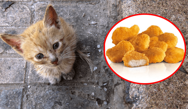 Facebook viral: le obsequia dos 'nuggets de pollo' a gato callejero, lo sigue y observa esto [FOTOS]