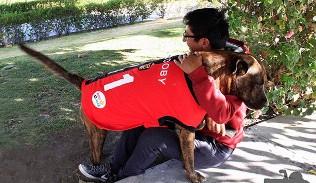 Arequipa: Acuchillan a perro 'Scooby' a la salida del estadio de la Unsa