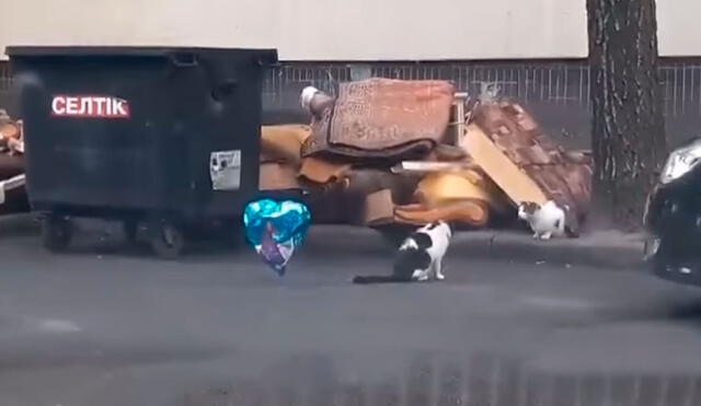 Desliza las imágenes para ver el tierno gesto de un gato callejero al atrapar un globo desinflado para una felina. Foto: Captura de TikTok