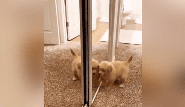 A través de Facebook se hizo viral el momento en que un perro tiene una curiosa reacción al ver su reflejo por primera vez.