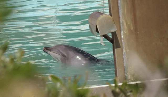 Ola de indignación por acuario que abandonó a delfín y 46 pingüinos desde enero