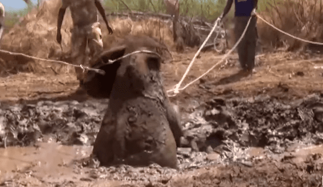 YouTube viral: pobladores rescatan a elefante bebé que se alejó de su manada y cayó en laguna [VIDEO]