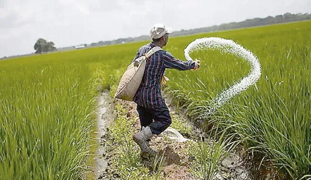 Impacto. Pequeños productores advierten que la campaña agrícola será parcial debido al retraso en la llegada de la urea. Foto: difusión