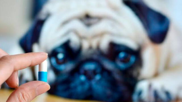 ¿Qué medicamentos pueden causarle la muerte a tu perro? 