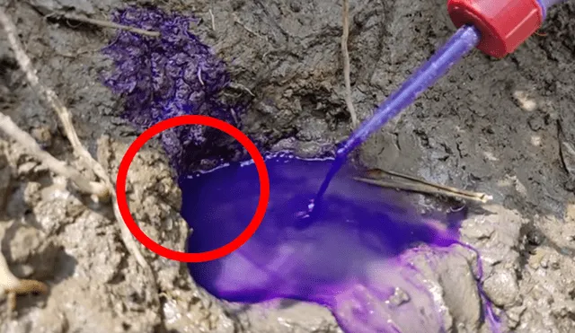 YouTube viral. Letal criatura aparece en misterioso hoyo de barro.