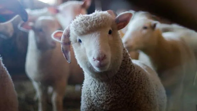 Inscriben a 15 ovejas en escuela rural para evitar cierre de una clase