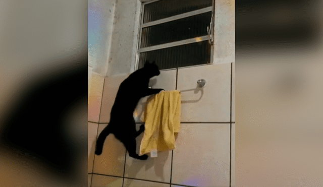 Desliza las imágenes para apreciar la increíble acción de un gato al trepar las paredes para escapar de casa. Foto: Captura.