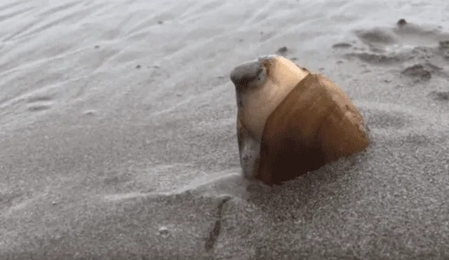 YouTube viral: se acerca a misteriosa criatura marina, sin imaginar que haría algo asqueroso [VIDEO]